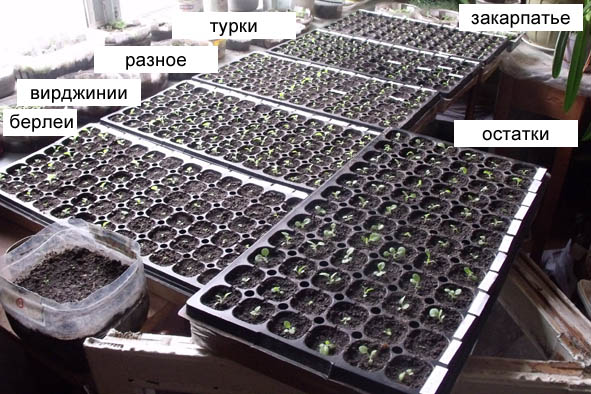 plant.jpg