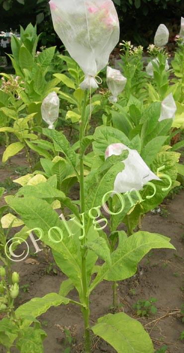 gold leafe orinoco.JPG