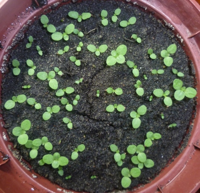 P1010837_SilkLeaf.JPG