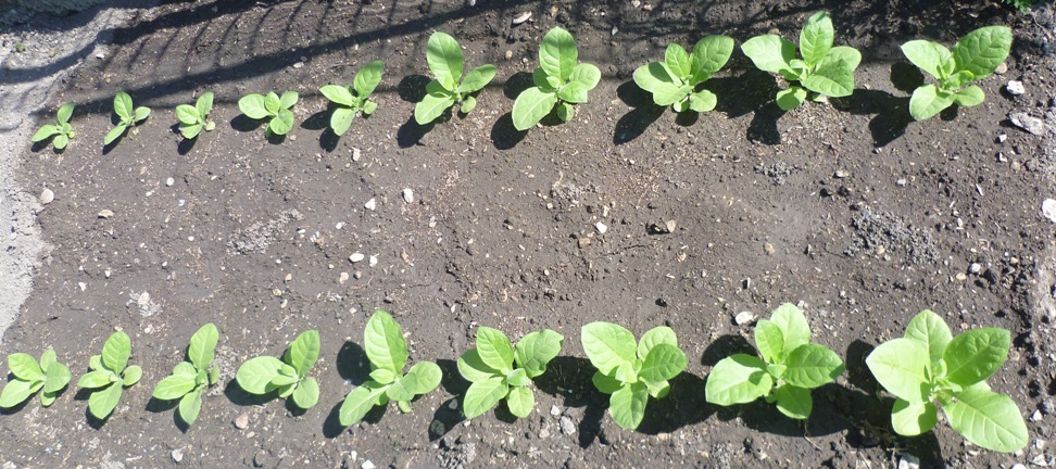P1010985_Trabzon.JPG