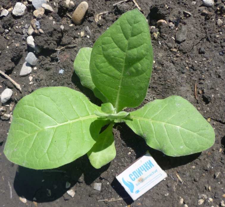 P1010987SilkLeaf.JPG