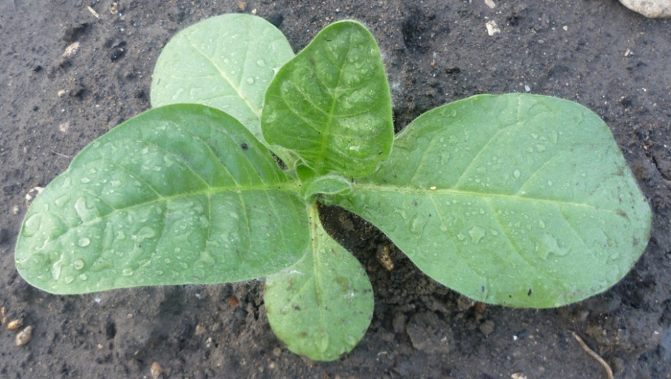 P1010990_left.JPG
