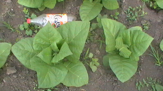 S1470030.JPG