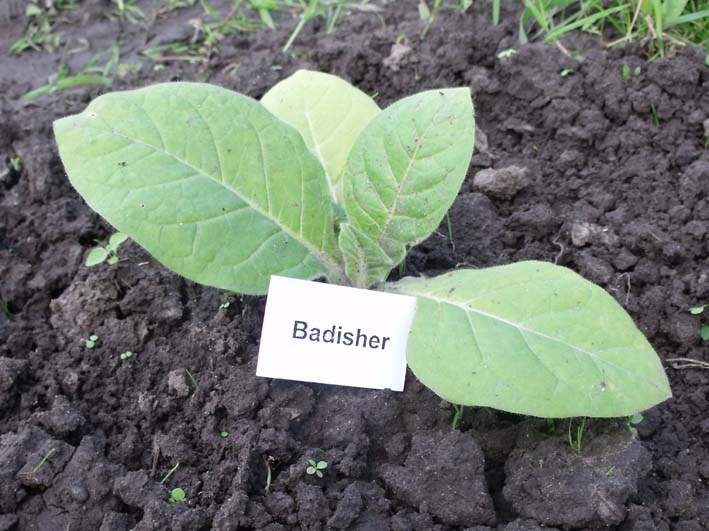 badisher.jpg
