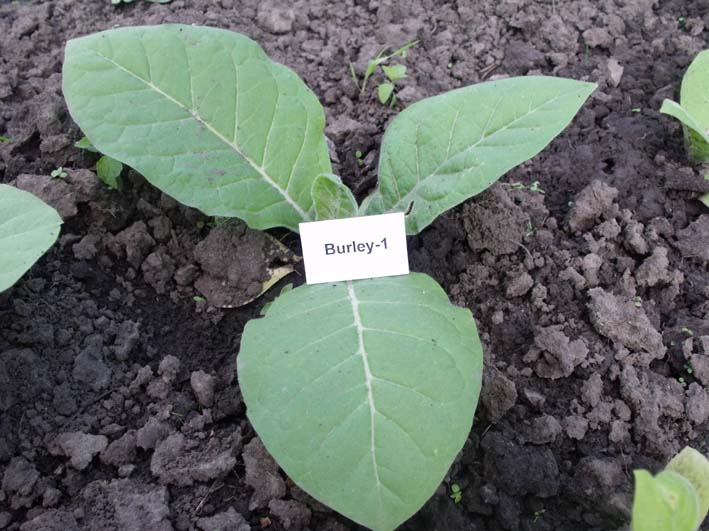 burley-1.jpg