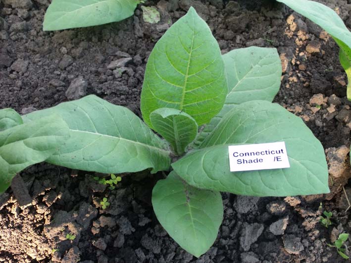 connecticut shade leaf.jpg