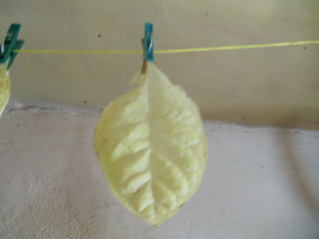 DSC01152.JPG