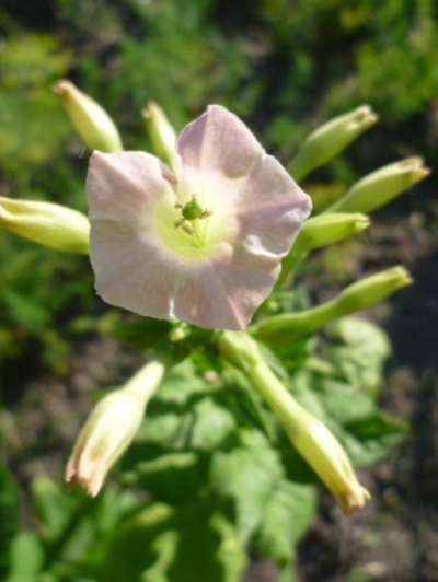 Trapezond_flower.JPG