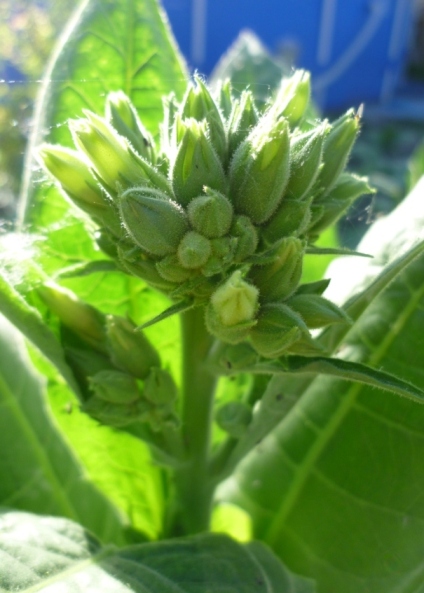 Silk_Leaf_brush.JPG