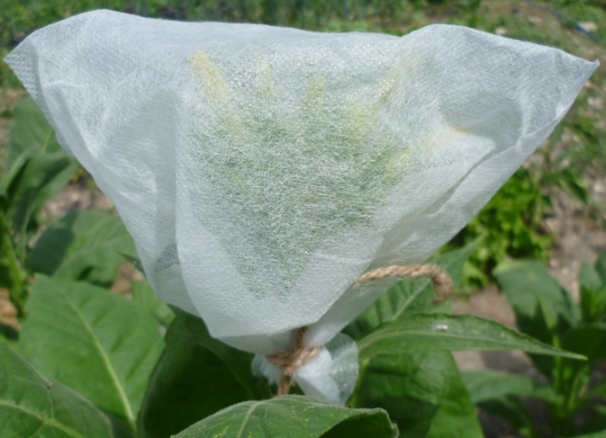 SilkLeaf.JPG