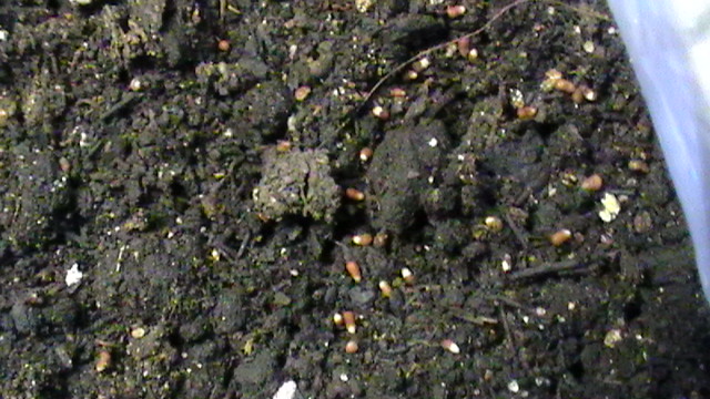S1030009.JPG