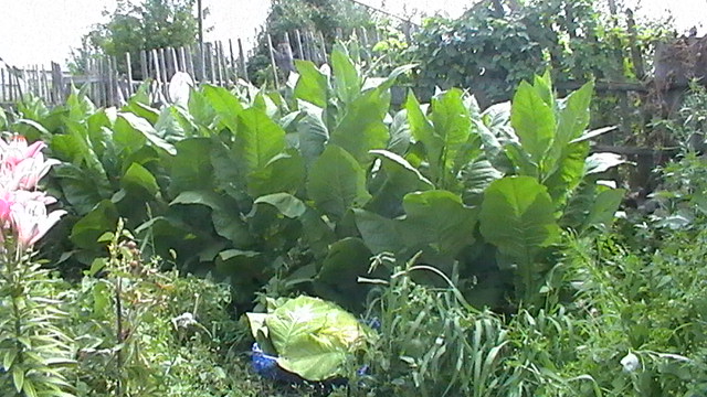 S1530001.JPG