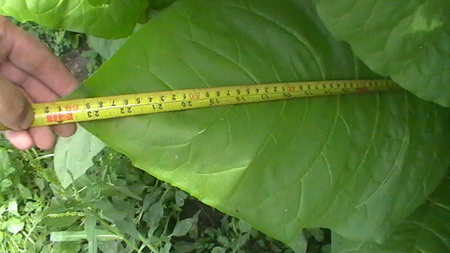 S1530006.JPG