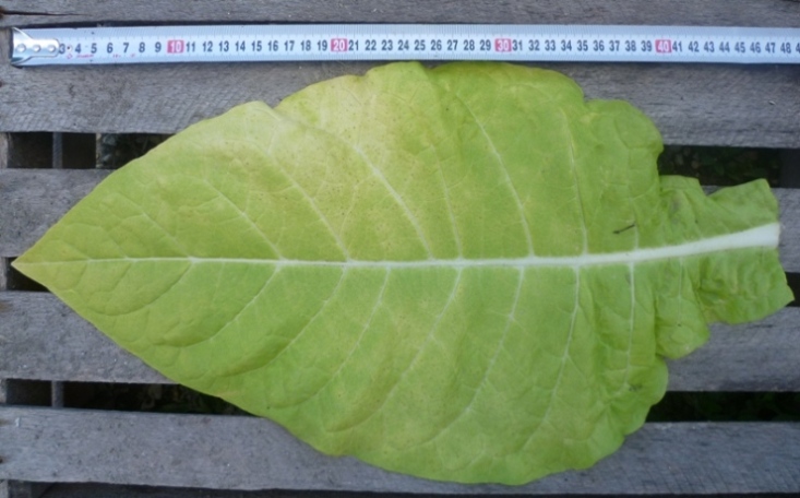 P1020125_Кентукки.JPG