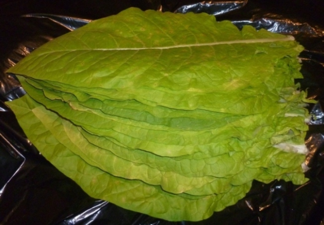 P1020127_Kentucky_leaf_pile.JPG