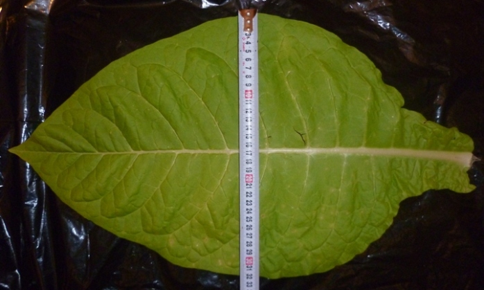 P102030_Kentucky_leaf_width.JPG