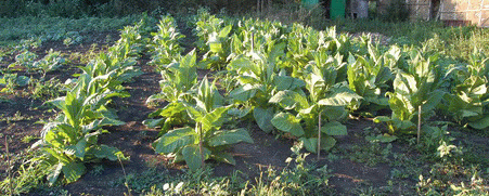 DSC_0033_resize.gif