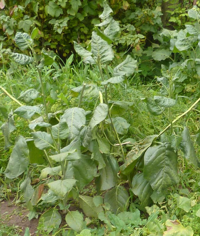 mapacho.jpg