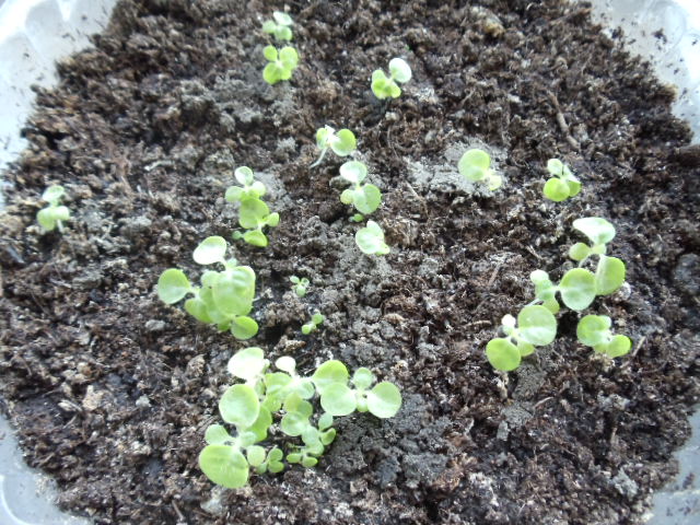 DSC01038.JPG